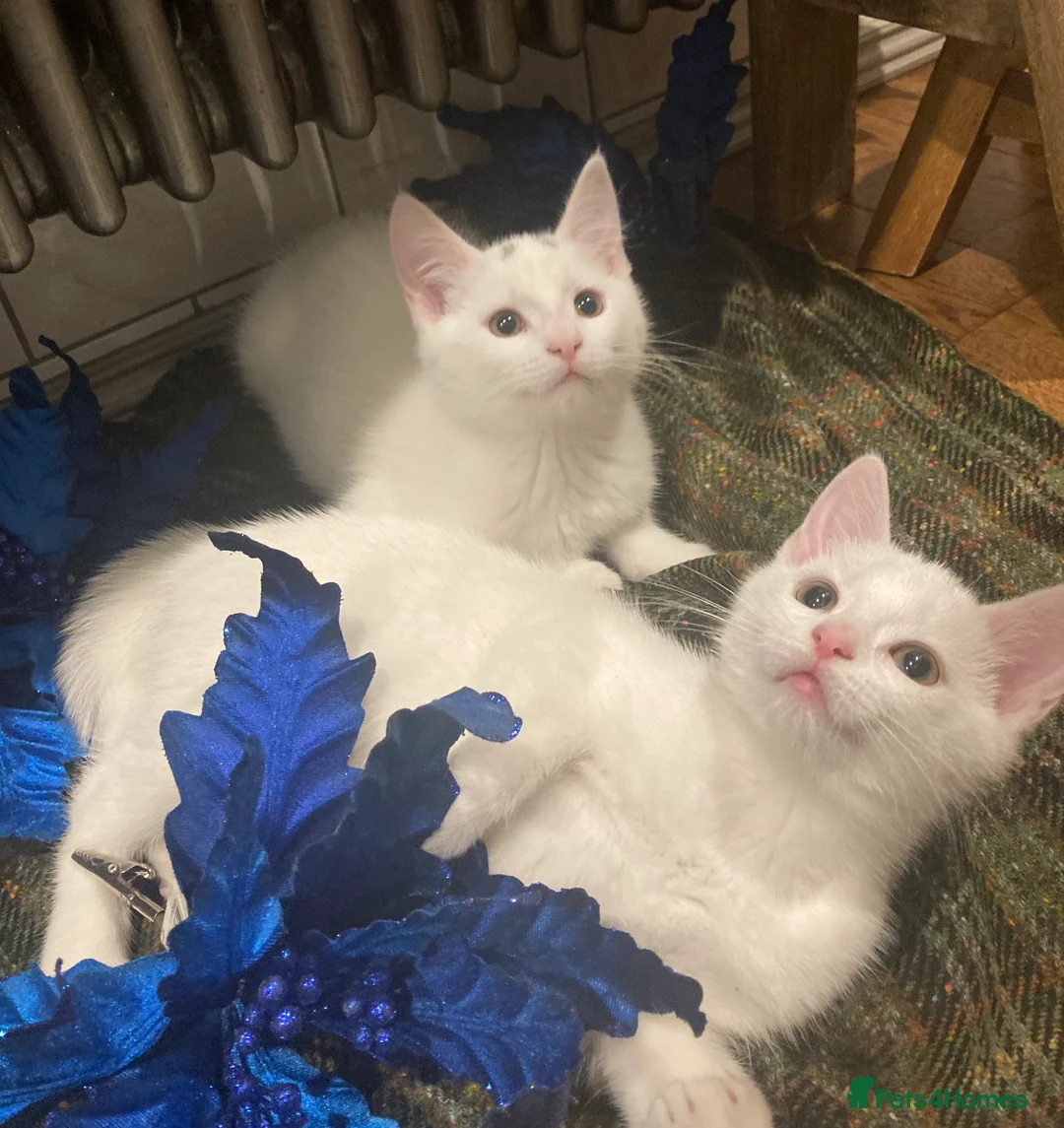 Turkish Van cats for sale: Gorgeous Turkish Van Kittens - Advert 1
