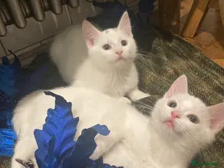 Turkish Van cats Gorgeous Turkish Van Kittens - Advert 15