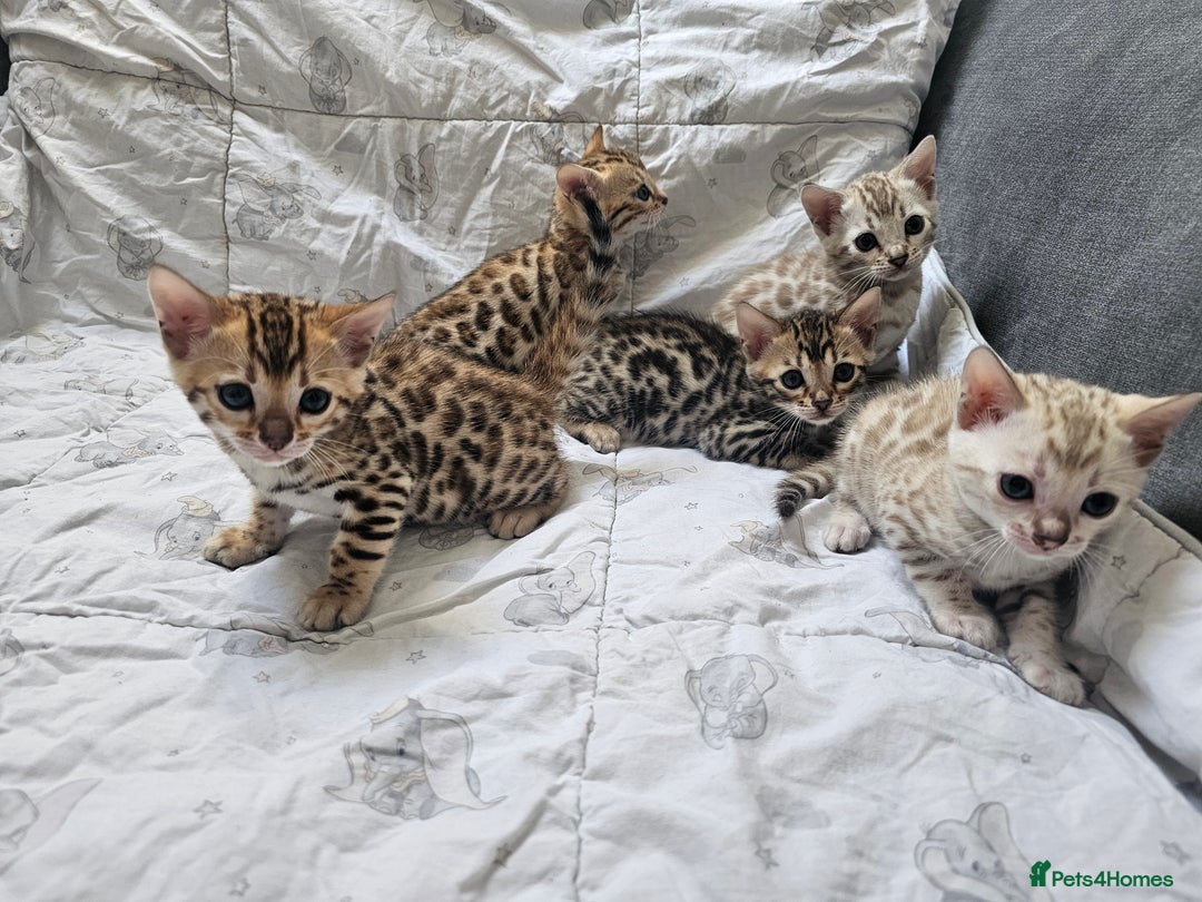Bengal cats for sale: Outstanding kittens from Show parents. - Image 17
