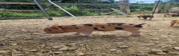 Pig livestock for sale: Piglets - Advert 6