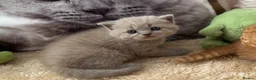 British Shorthair cats for sale: 🧡✅BSH red and lilac 💜Tica reg  - Advert 4