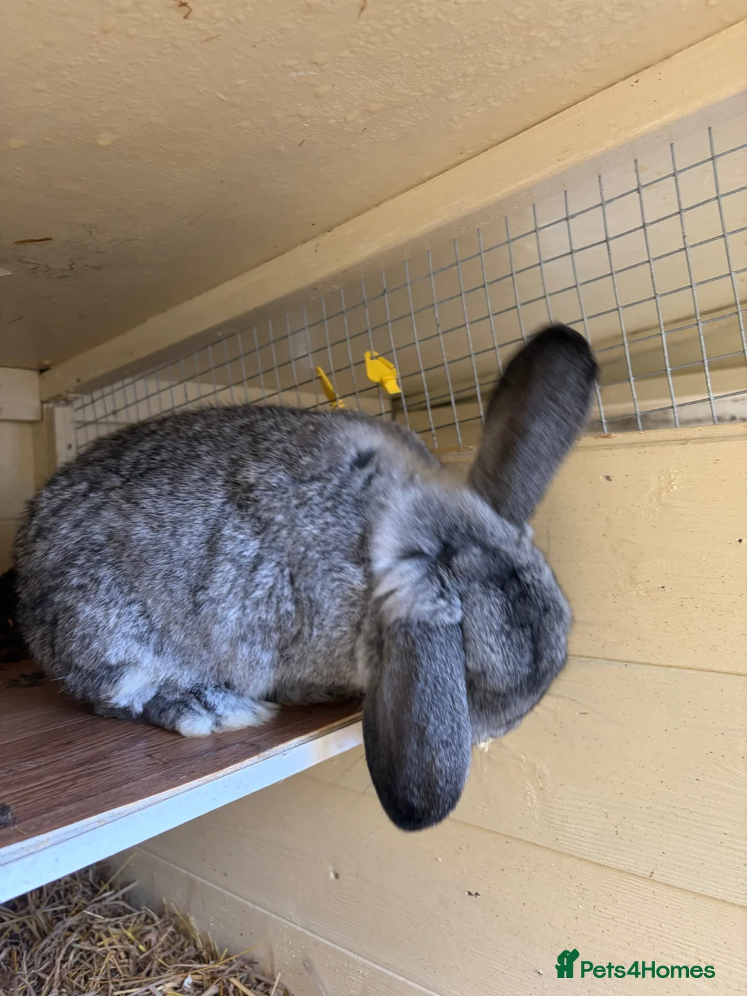 Lionhead rabbits for sale: Male lop female lion head, read description  in Skegness - Advert 2