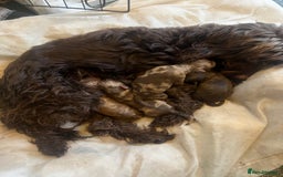 Cockapoo dogs for sale: Chocolate merl Cockapoo puppies  - Image 13