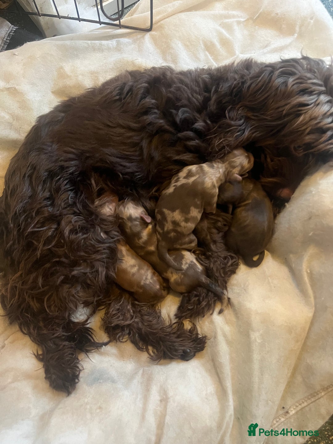 Cockapoo dogs for sale: Chocolate merl Cockapoo puppies  - Image 13