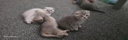 Scottish Fold cats for sale: Scottish fold  in Wellingborough - Advert 12