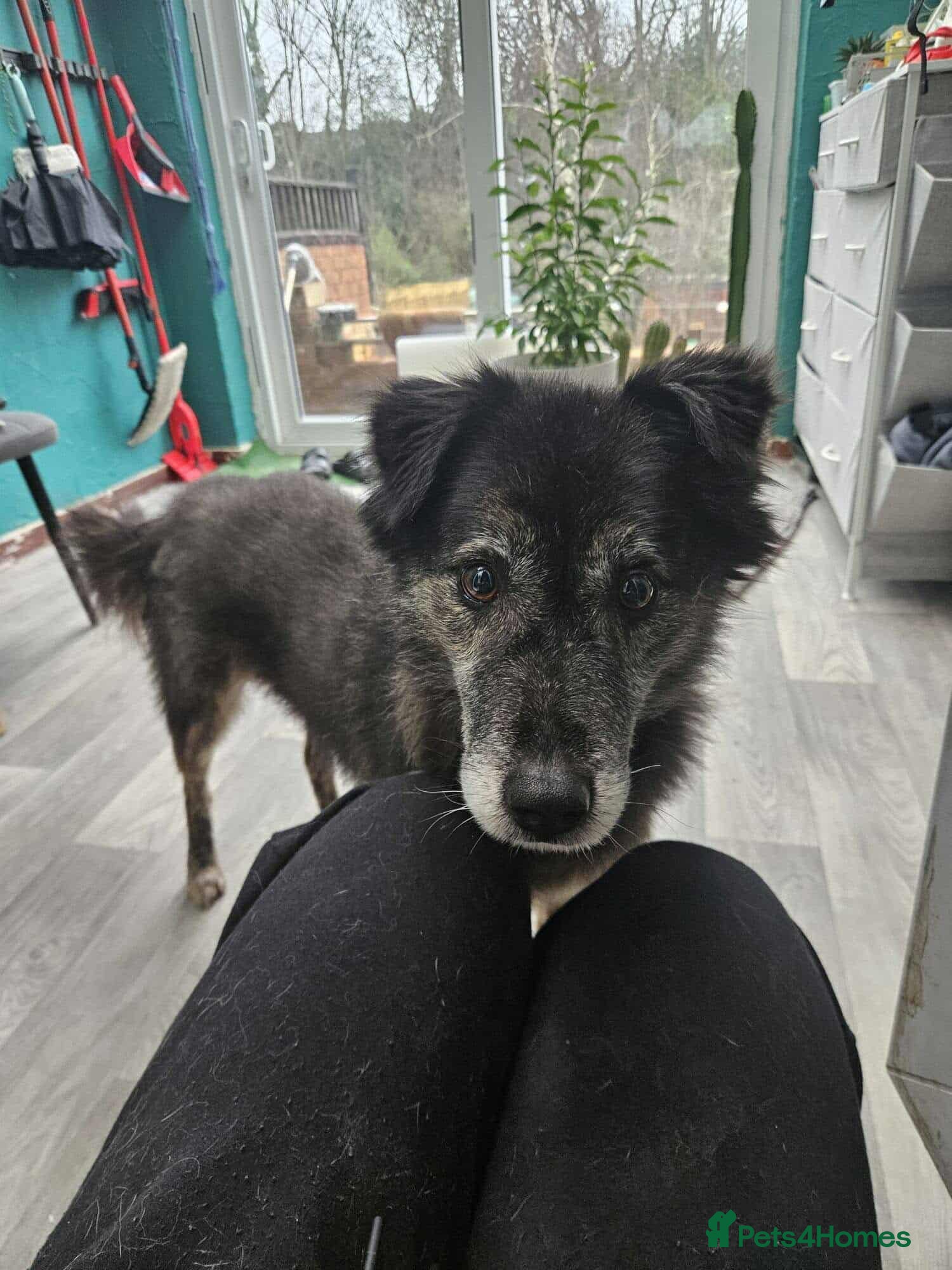 Mixed Breed dogs Freya for adoption - Advert 6