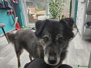 Mixed Breed dogs Freya for adoption - Advert 2