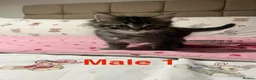 Bengal cats for sale: Bengal/Ragdoll  - Advert 4