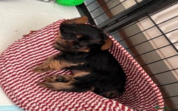 Yorkshire Terrier dogs for sale: ❤️Last girl available Miniature yorkshire terrier - Image 1