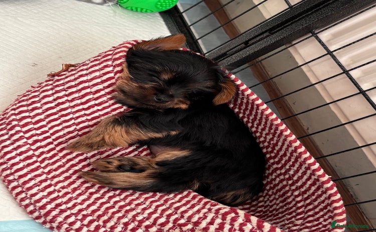 Yorkshire Terrier dogs - Advert 1