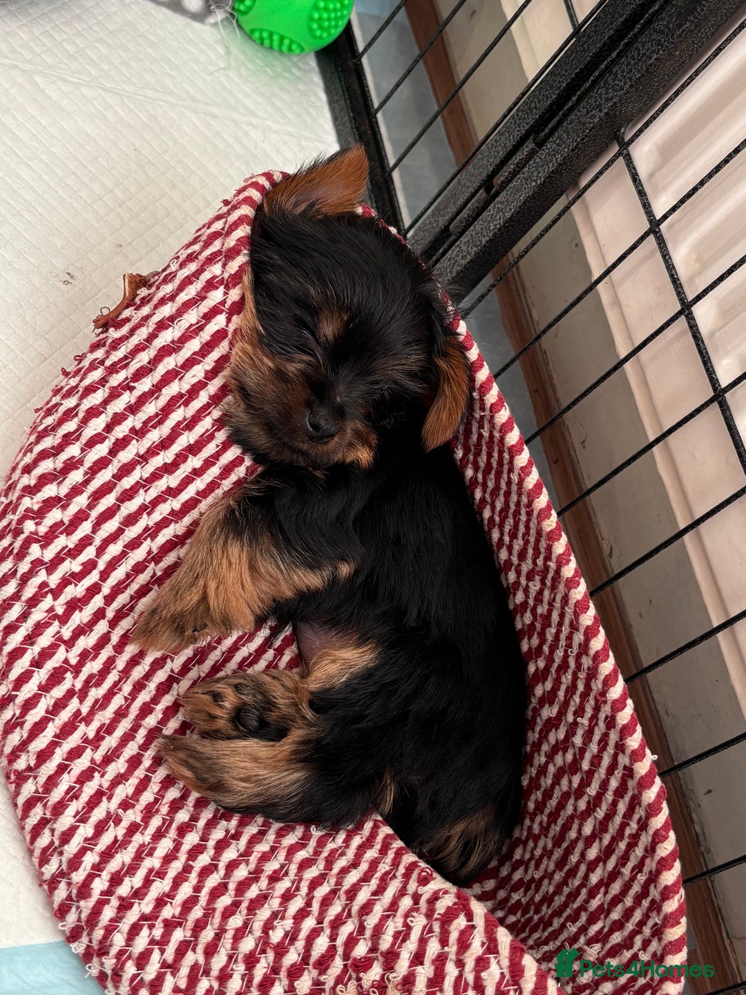 Yorkshire Terrier dogs for sale: ❤️Last girl available Miniature yorkshire terrier - Image 1