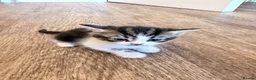 American Shorthair cats for sale: 🐾 6 BEAUTIFUL AMERICAN SHORTHAIR KITTENS 🐾 in Enfield - Advert 3