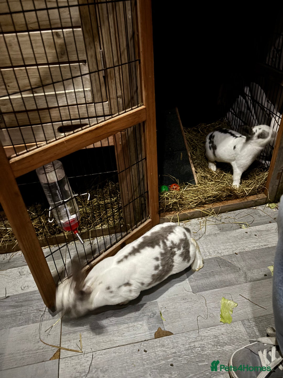 Rex rabbits for sale: 2 x handsome boys & full hutch/equipment  - Advert 4