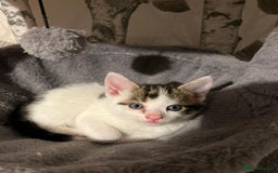 British Shorthair cats for sale: Kittens - Image 9