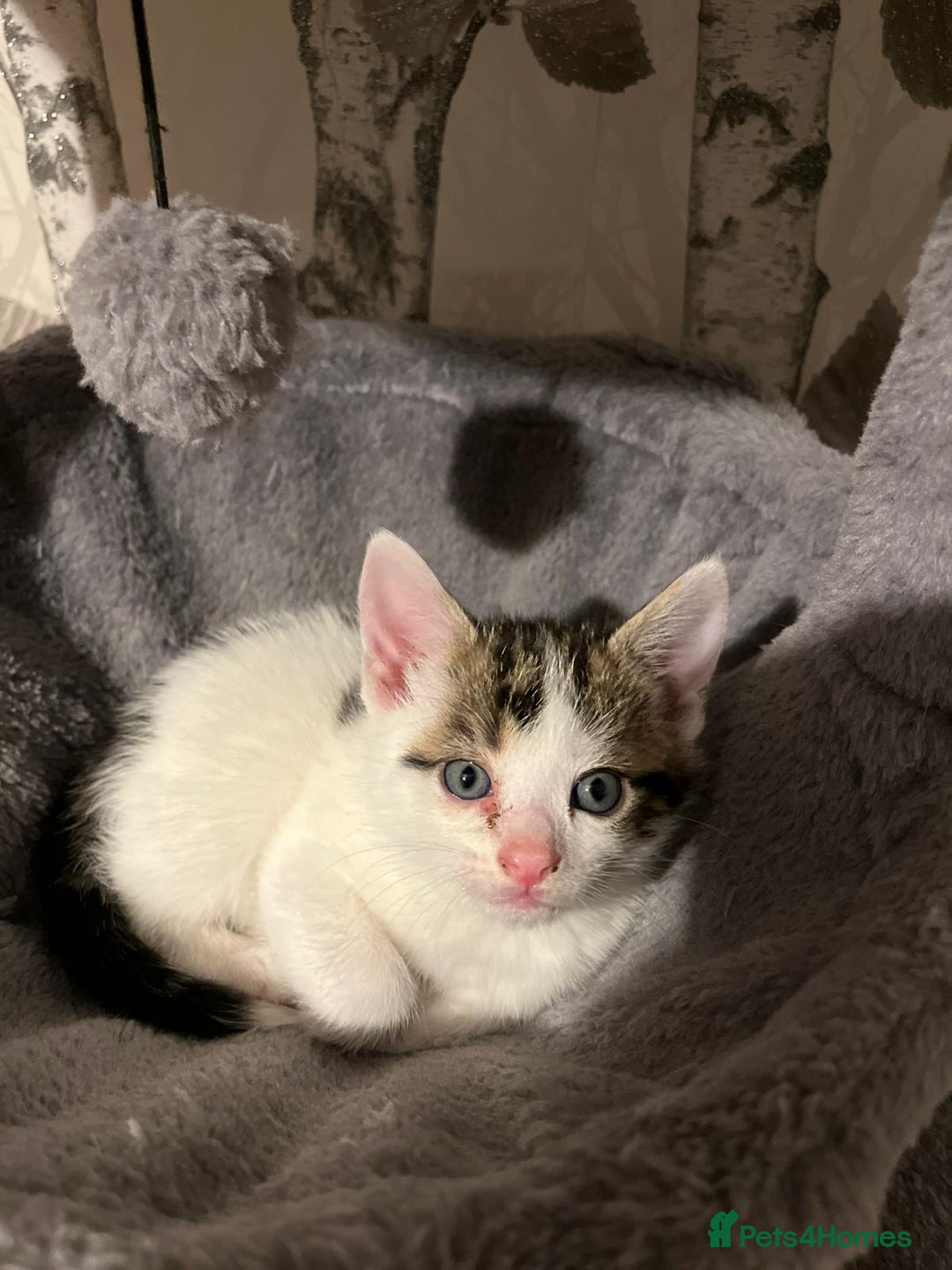 British Shorthair cats for sale: Kittens - Image 9