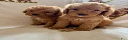 Cockapoo dogs for sale: F1 health clear cockapoo puppies  - Advert 23