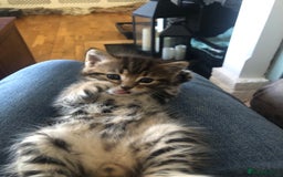 Mixed Breed cats for sale: Fluffy kittens - Image 3