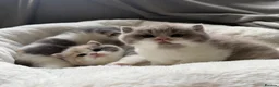 British Shorthair cats for sale: GCCF BSH Lilac Bilcolour chunky 🐱  - Advert 9