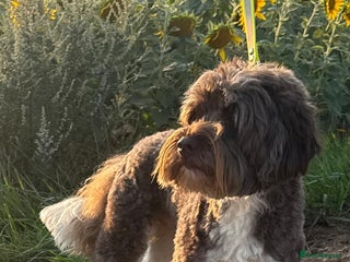 Australian Labradoodle dogs - Advert 3