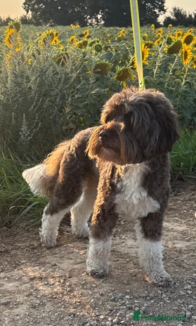 Australian Labradoodle dogs - Advert 1