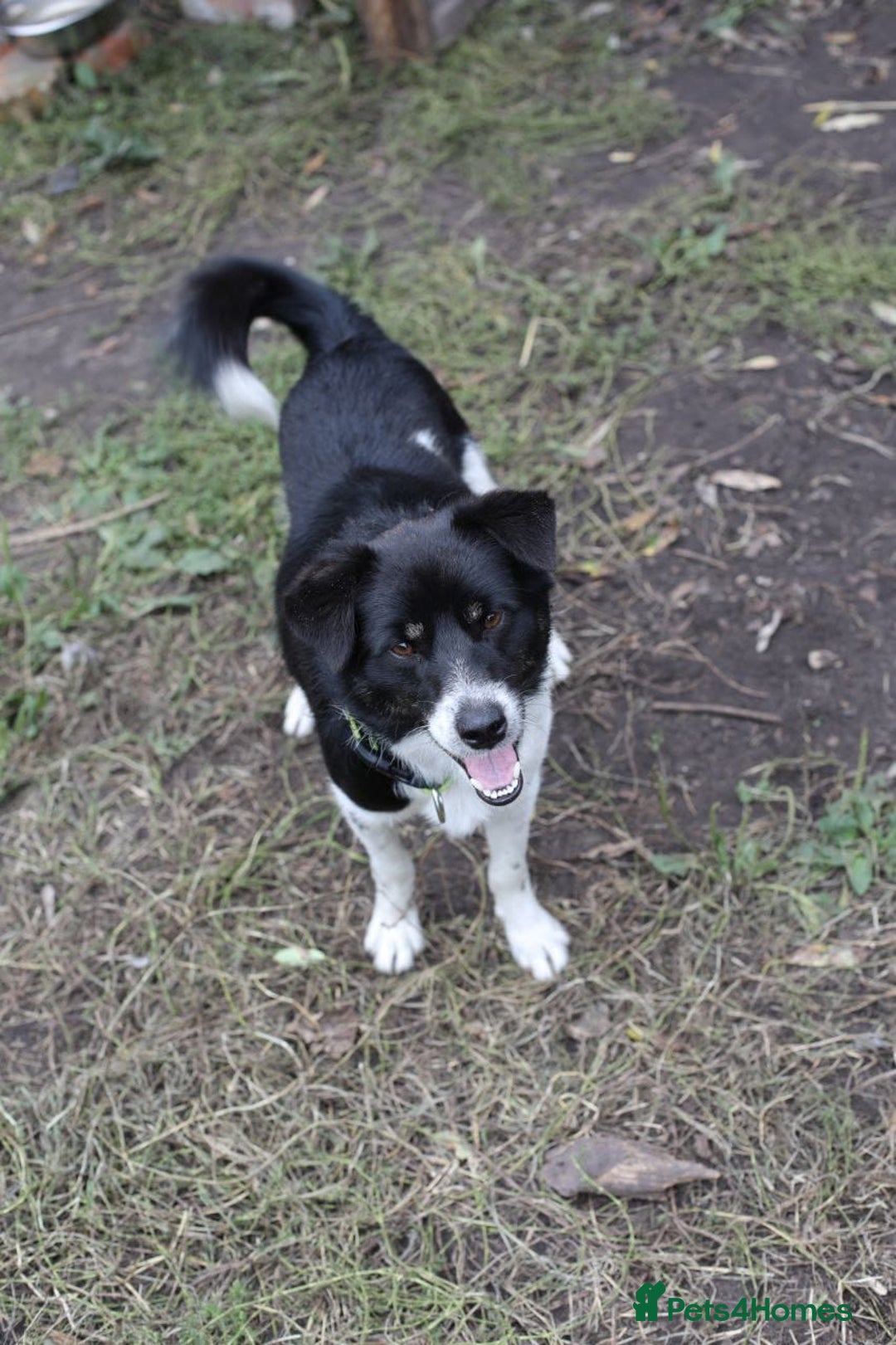 Mixed Breed dogs for adoption: 💙🐶 BOB 🐶💙 - Image 8