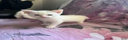 Domestic Shorthair cats for sale: 3 Beautiful White Kittens for Sale  - Advert 7