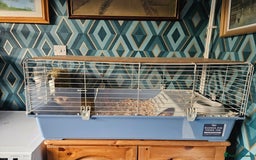 Guinea Pig rodents for sale: 4 friendly male boars looking for a new home - Image 6