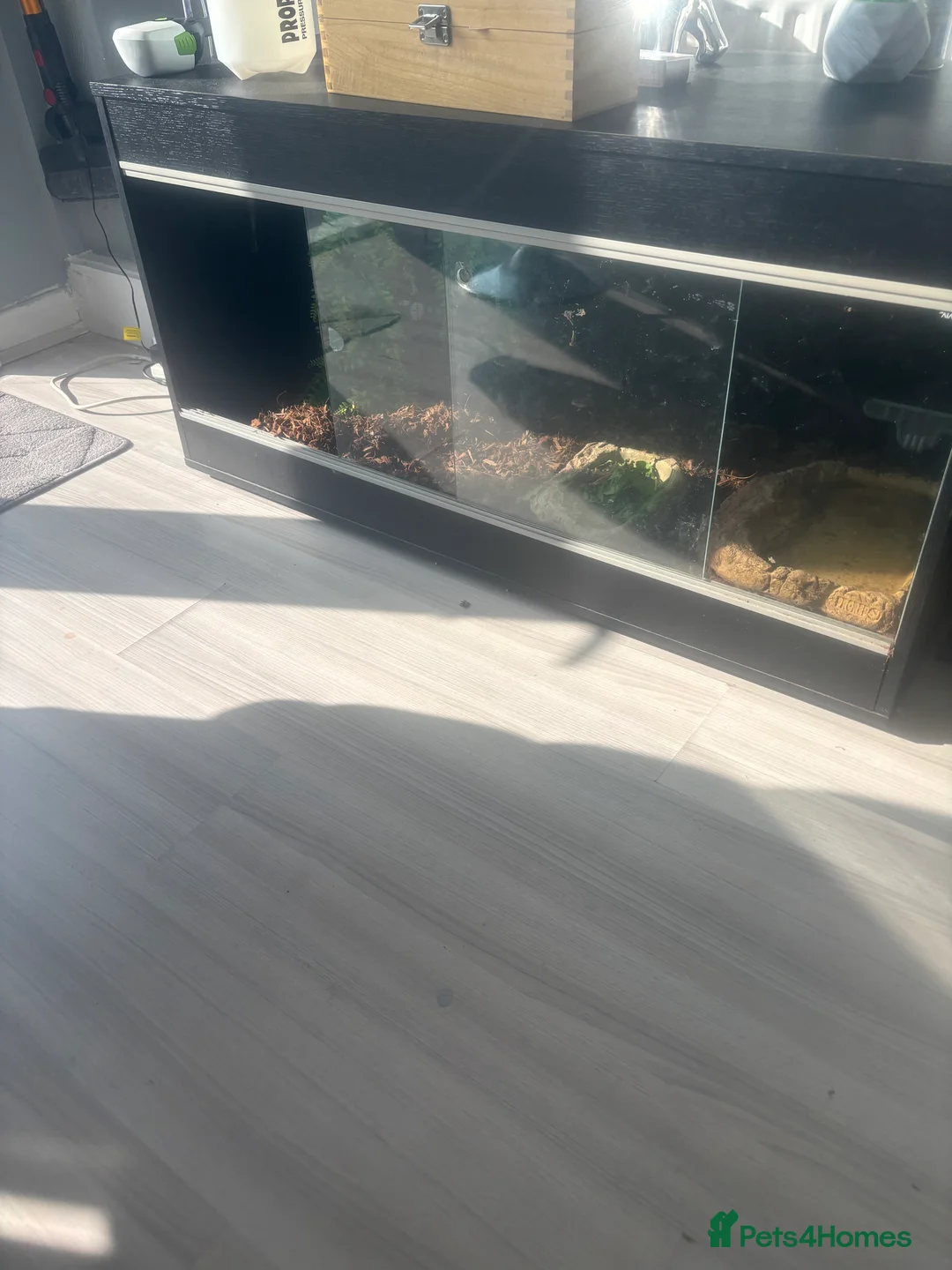 Tortoise reptiles for sale: redfooted tortoise in Chester-le-Street - Advert 4