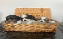 Cavalier King Charles Spaniel dogs for sale: K.C and fully health and heart tested parents  - Image 4