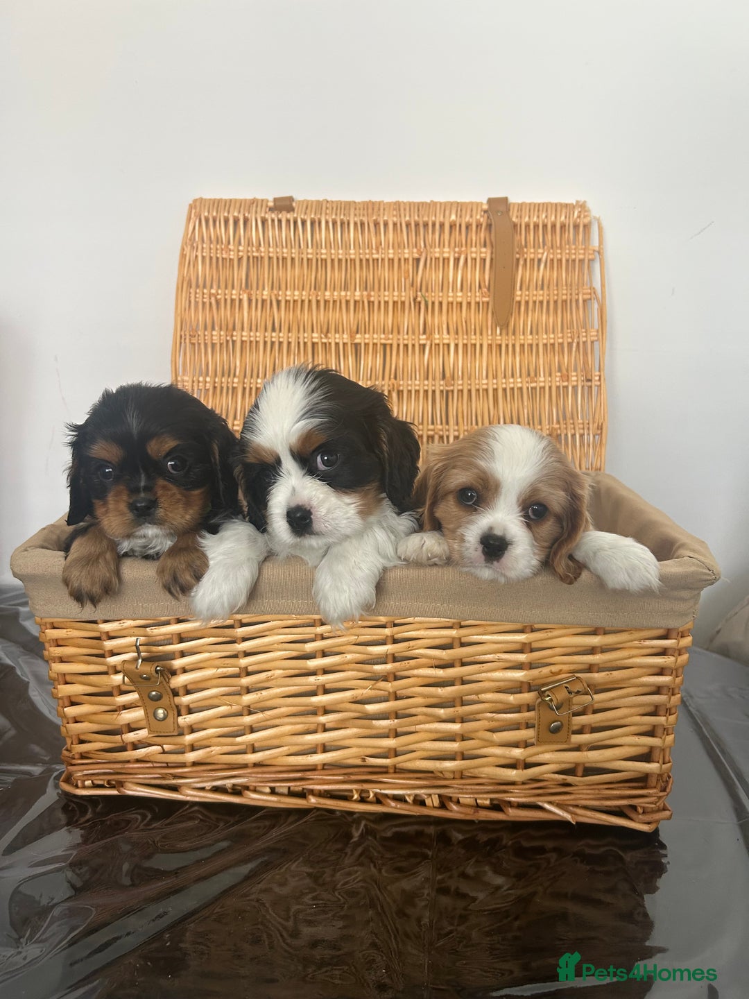 Cavalier King Charles Spaniel dogs for sale: K.C and fully health and heart tested parents  - Image 4