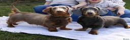 Dachshund dogs for sale: Lovely Pair Dachshunds Looking for a Forever Home in Derby - Advert 17