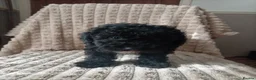 Miniature Poodle dogs for sale: Lovely mini poodles ready to go now  - Advert 7
