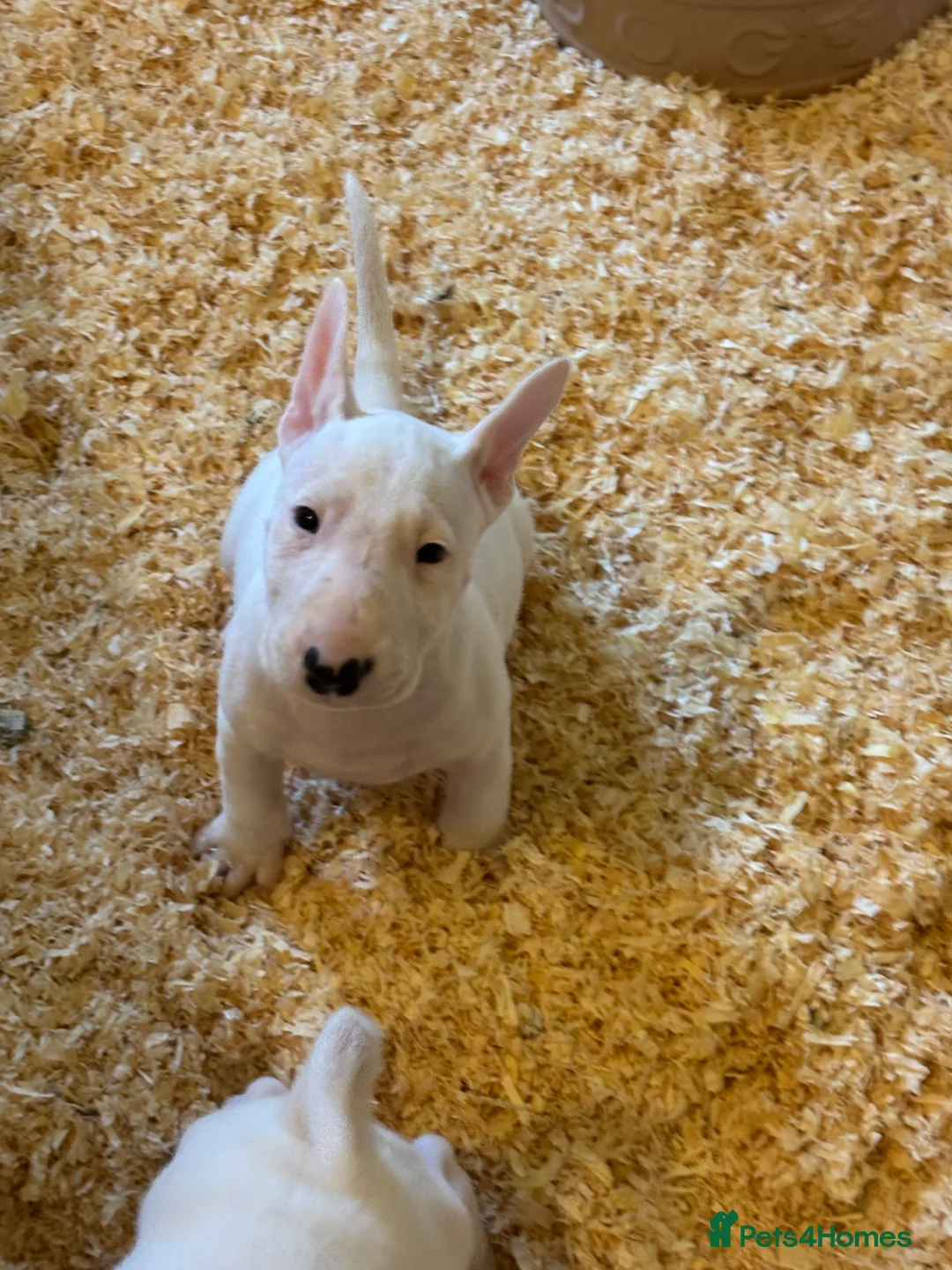 Bull Terrier dogs for sale: 🇬🇧🇬🇧BULLYVIEW BULL TERRIERS🇬🇧🇬🇧 - Advert 2