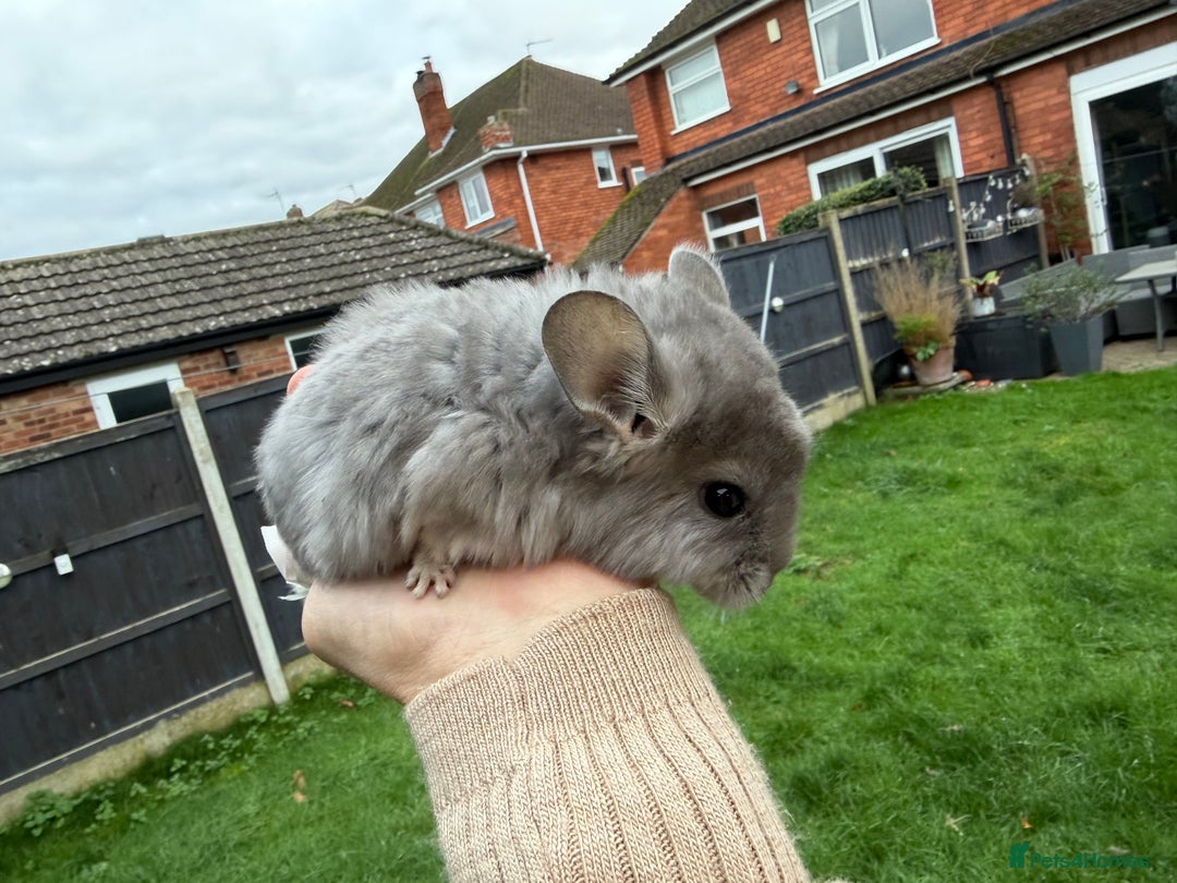 Chinchilla rodents for sale: Males and female chinchillas.  - Advert 7
