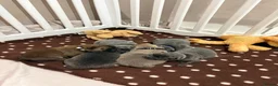 Chow Chow dogs for sale: Beautiful Chow Chow Puppies  - Advert 3