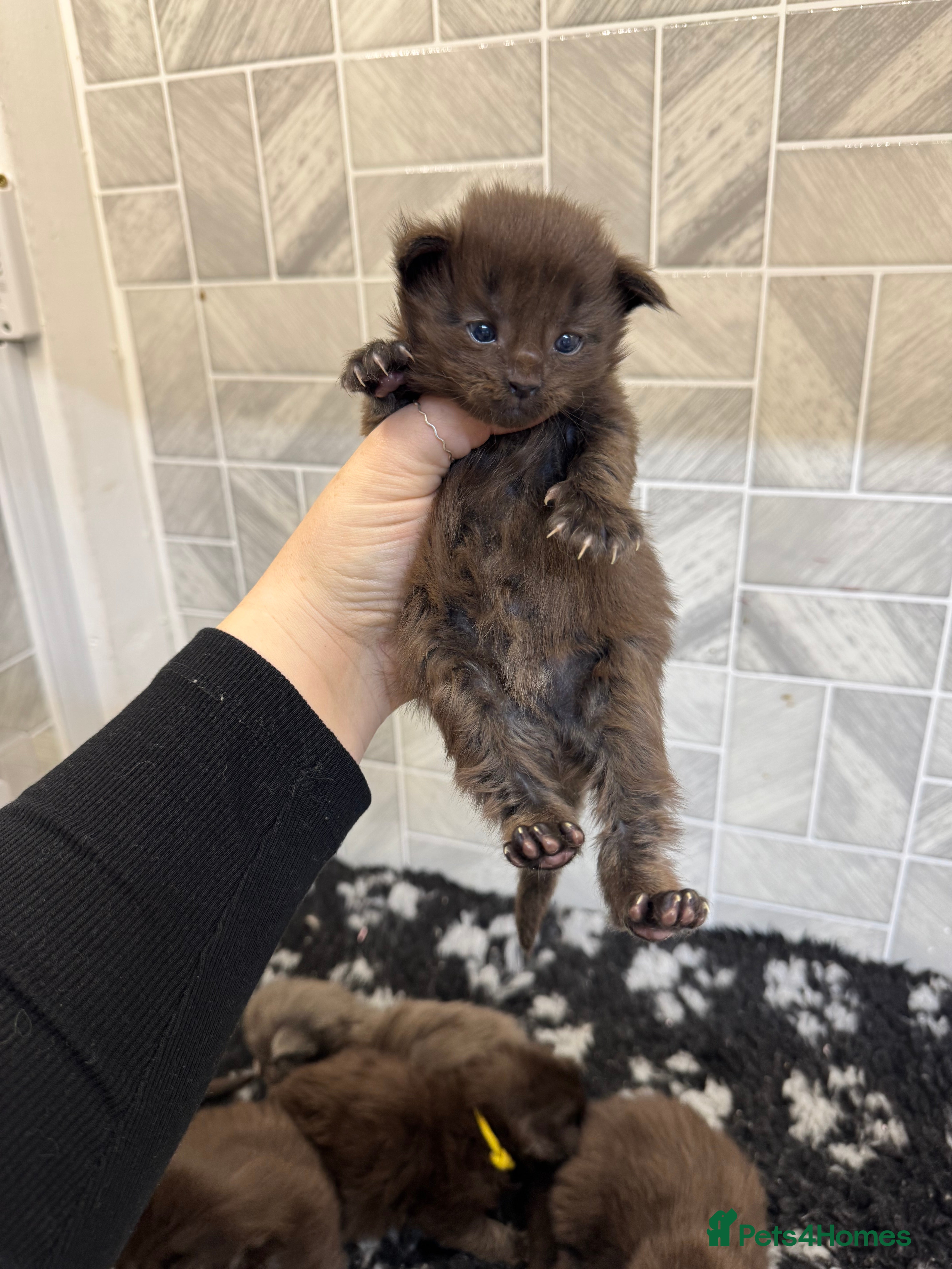 Maine Coon cats Black Smoke & Blue Smoke Maine Coon Kittens - Advert 18