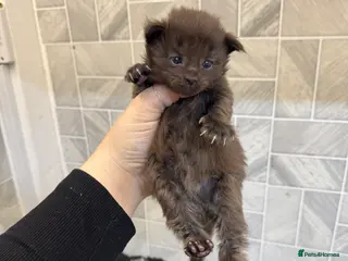 Maine Coon cats Black Smoke & Blue Smoke Maine Coon Kittens - Advert 18