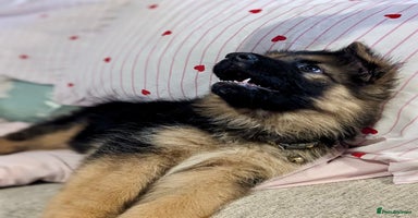German Shepherd dogs - Advert 2