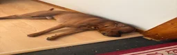 Staffordshire Bull Terrier dogs for sale: Stunning KC Red Staffordshire Bull Terrier (male) in Chesterfield - Advert 4