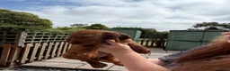 Cocker Spaniel dogs for sale: Gorgeous Golden Cockers - Advert 7