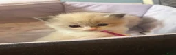 Ragdoll cats for sale: 4 beautiful ragdoll kittens  - Advert 10