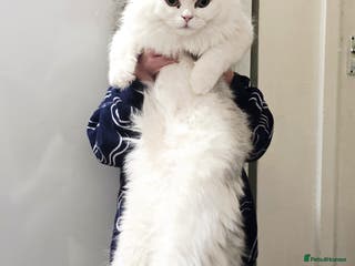 Persian cats 2 Persian Cats - Advert 3