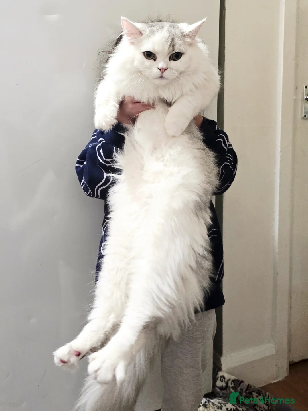 Persian cats for sale: 2 Persian Cats - Advert 1