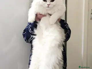 Persian cats 2 Persian Cats - Advert 5