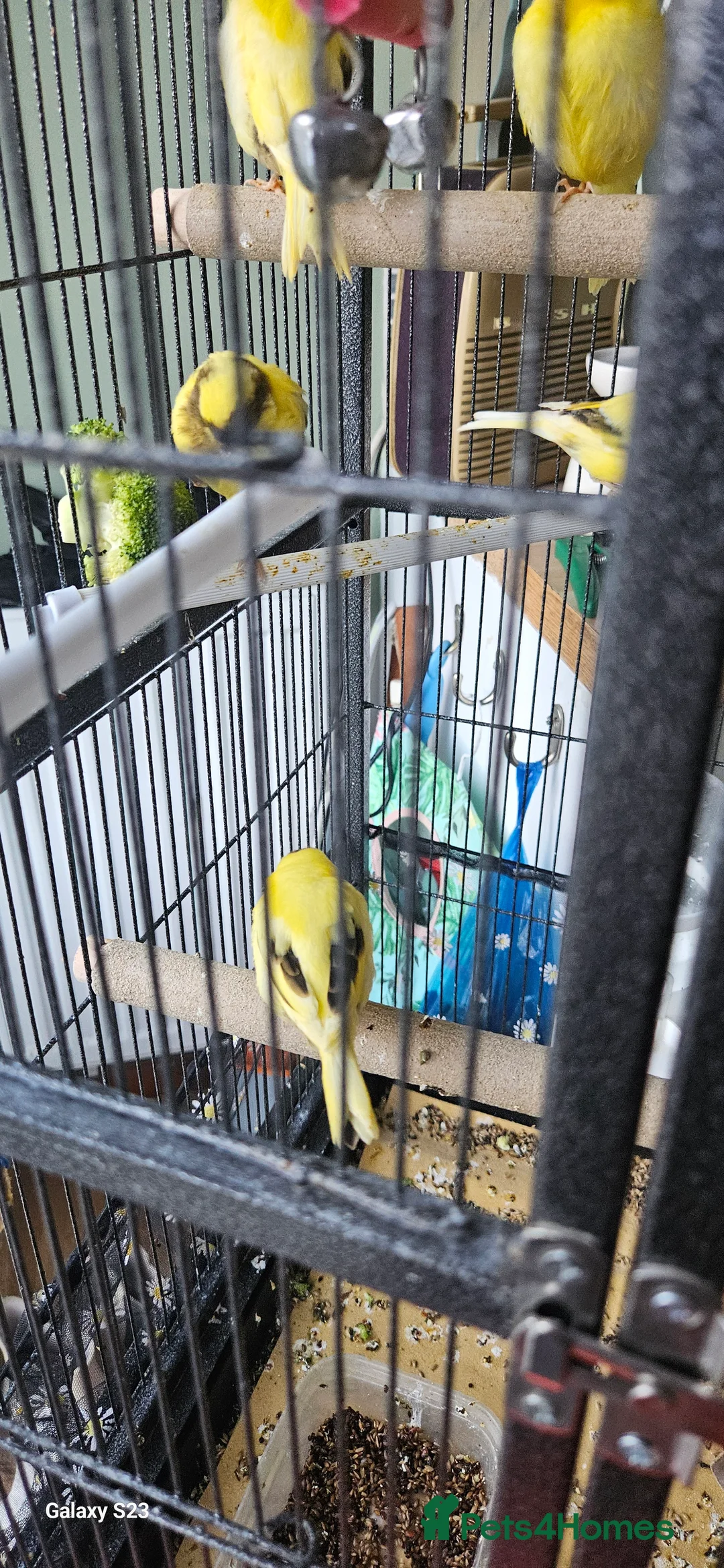 Canaries birds for sale: Young canary 6 weeks old - Advert 3