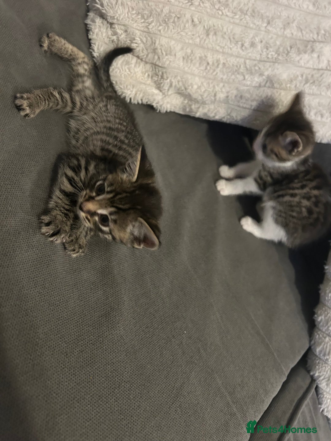 Mixed Breed cats for sale: 6 beautiful kittens ready too go  - Advert 15