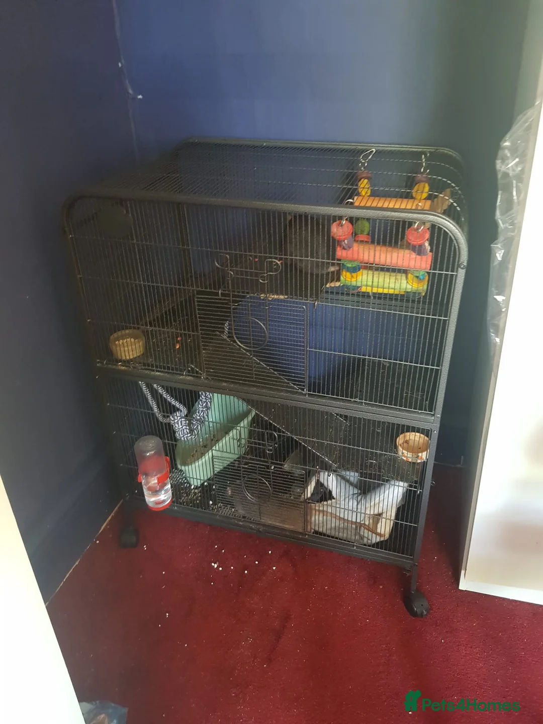 Rat rodents for sale: 2 Rats £5 to good home in London - Advert 4