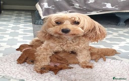 Mixed Breed dogs for sale: Cotonoodle/Cotonpoos health tested parents - Image 6