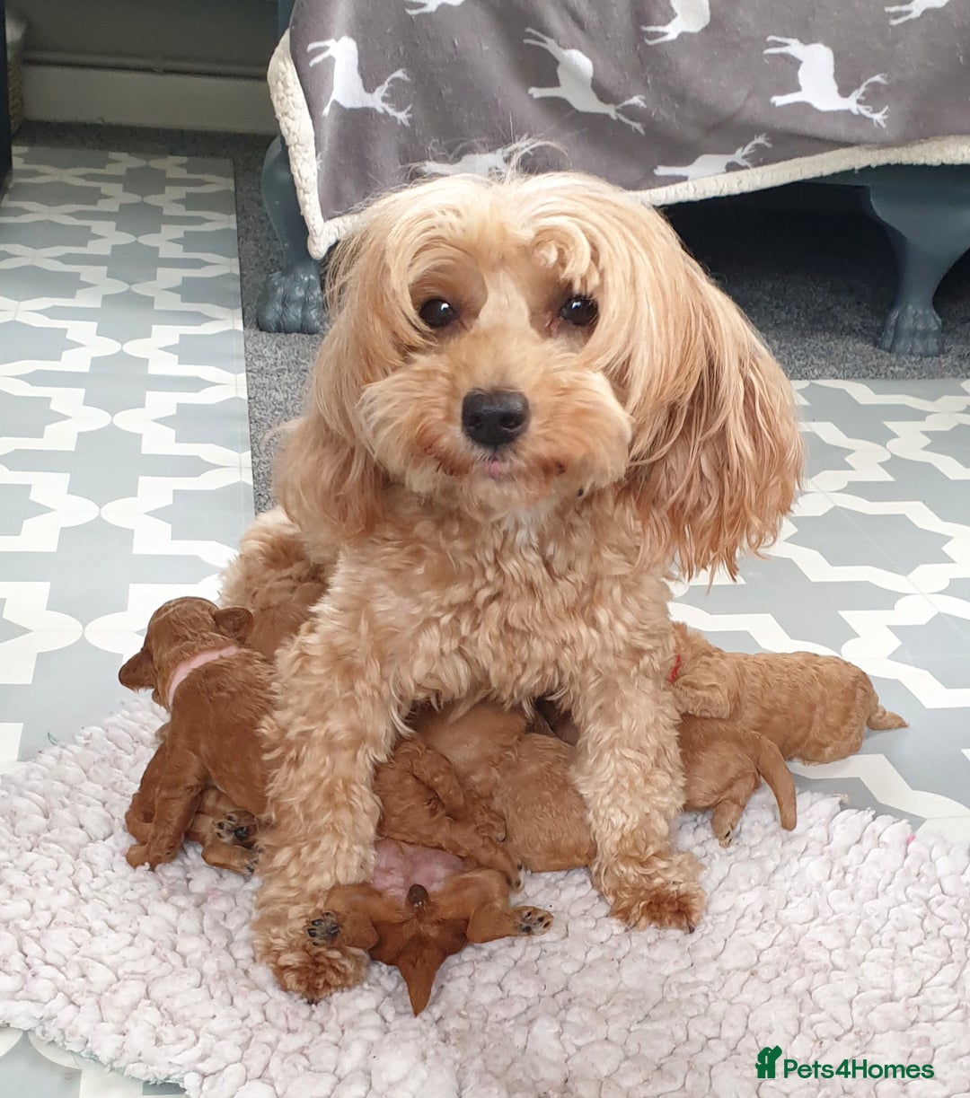 Mixed Breed dogs for sale: Cotonoodle/Cotonpoos health tested parents - Image 6