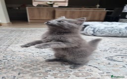 British Longhair cats for sale: Longhair  - Image 3